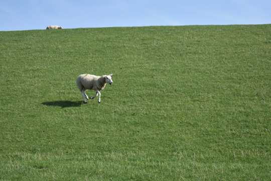 草场小绵羊图片