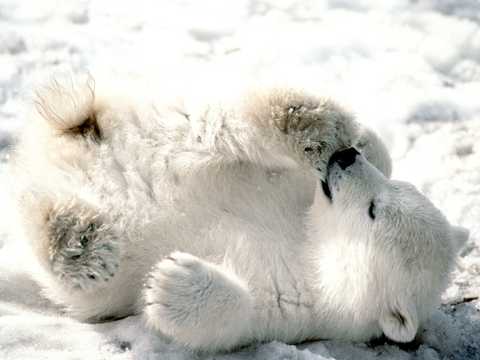 小北极熊图片