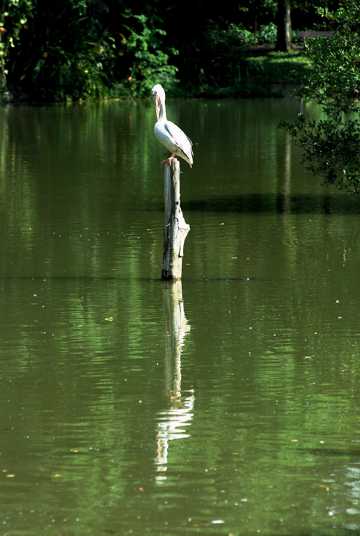 河流中的白鹳鸟图片