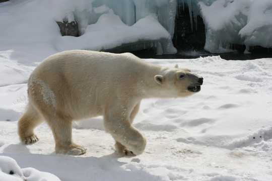 乖巧的北极熊图片
