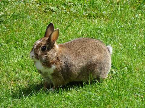 草场上的兔子图片