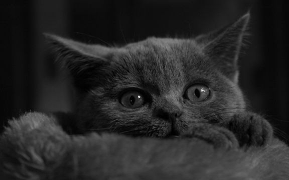 呆萌的黑色小猫图片