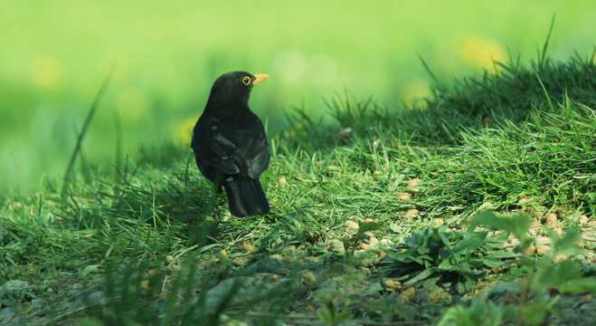 草原里的黑鸟图片