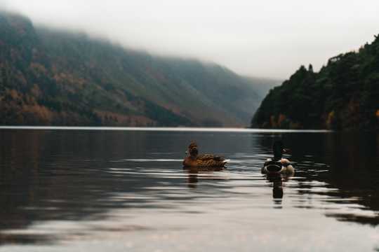 湖面上的两只鸭子图片