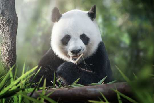 可人的国宝大熊猫图片