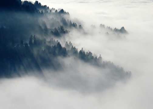 云雾下的树林图片