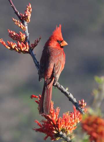红毛飞鸟图片