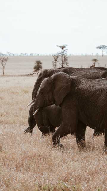 草坪上的非洲大象图片