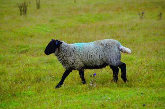苏格兰绵羊图片