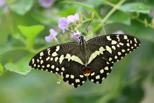花朵上的燕尾蝴蝶图片