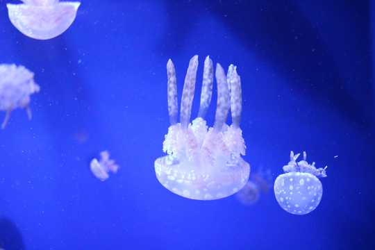 海底漂亮的水母