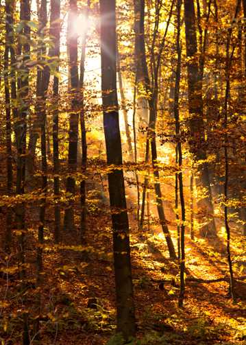 秋季逆光树林图片