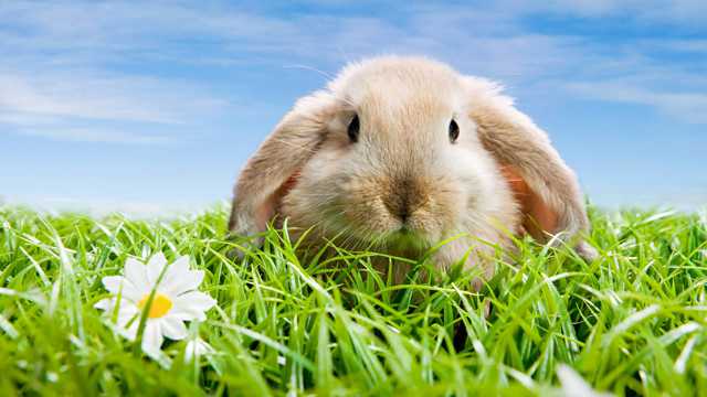 草坪里的小兔子圖片