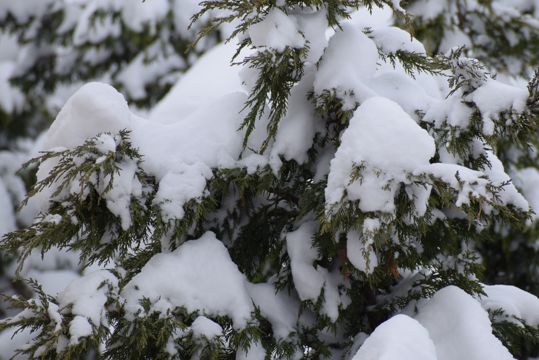 冬季树木白雪图片