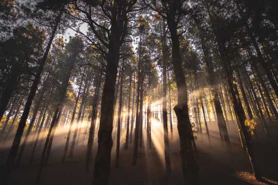 逆光的森林自然风光图片