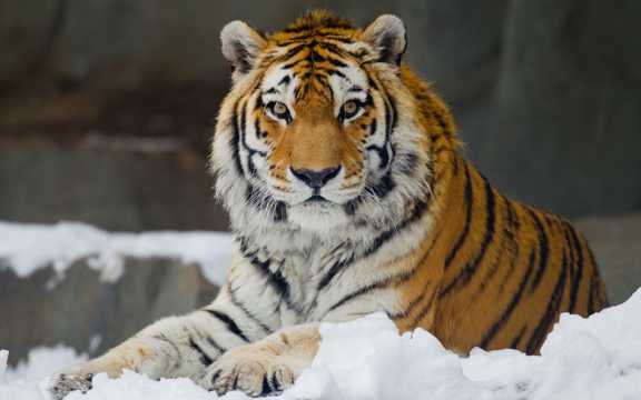 雪地里的老虎图片