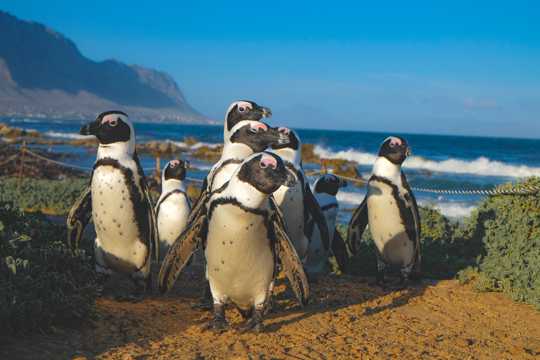 南非企鹅图片