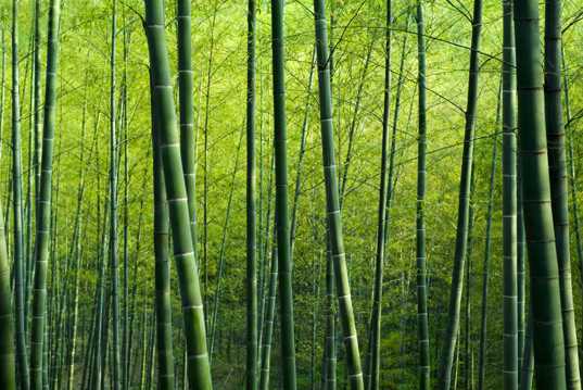 绿色竹林景物图片