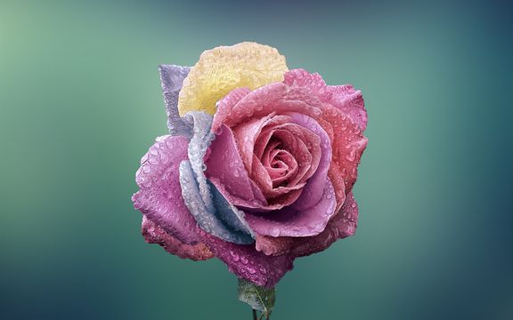 一朵玫瑰花图片