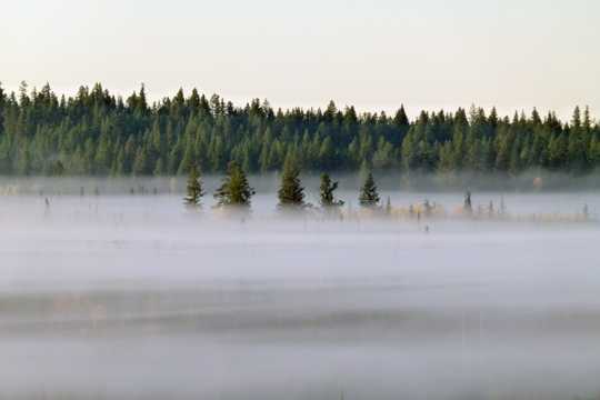 雾天的树林图片