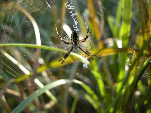 蜘蛛在草丛中结网图片