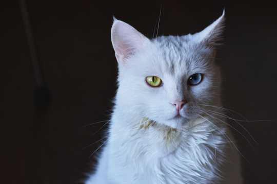异瞳的布偶猫图片