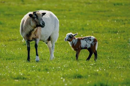 草原上的两只绵羊图片