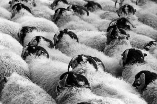 可爱的羊群图片