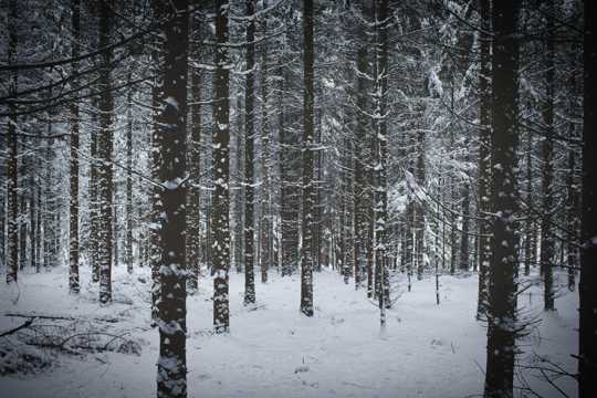 冷冬丛林雪景图片