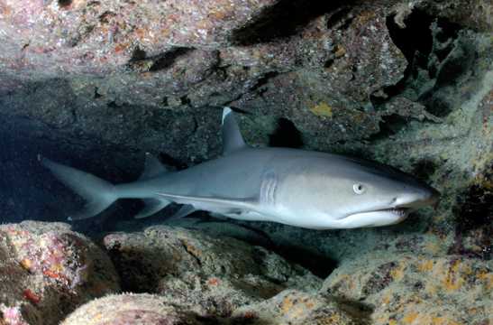 海底的白鳍礁鲨图片