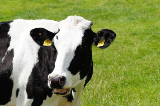 草场上悠然的奶牛图片