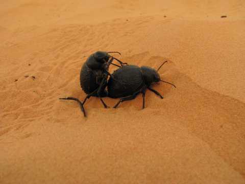 大漠蜣螂图片