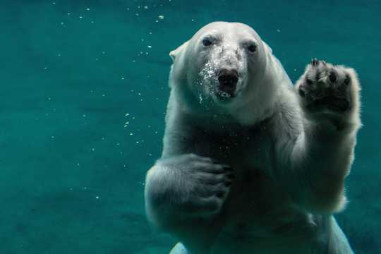 水中的北极熊图片