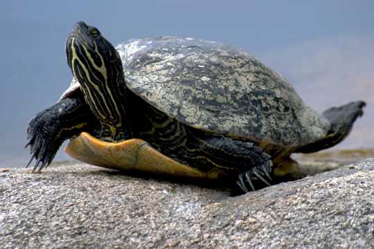 大陆龟高清图片