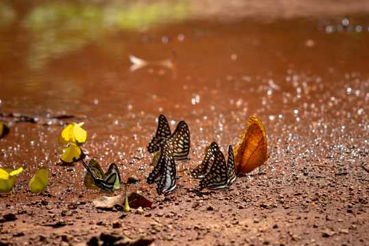 微距摄影的蝴蝶图片