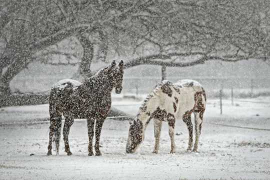 雪中的马儿图片