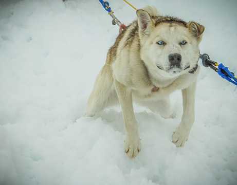 拉斯维加斯雪橇犬图片