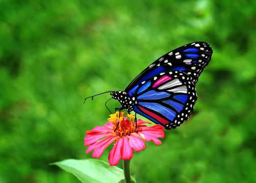 花卉上彩色蝴蝶图片