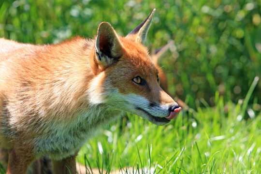 草坪上的红狐图片