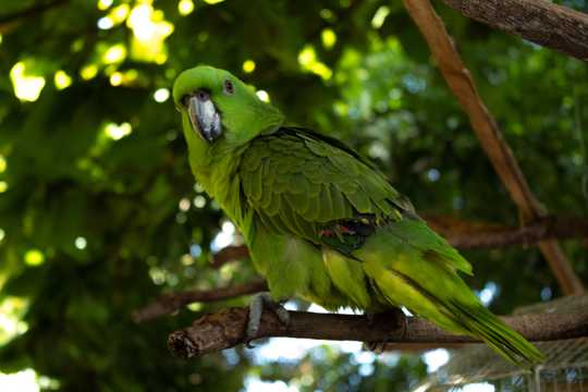 枝头上的亚马逊鹦鹉图片