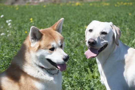 拉布拉多犬和秋田犬图片