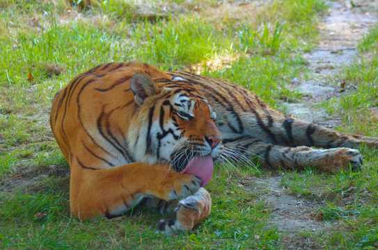 吐舌头的大老虎图片