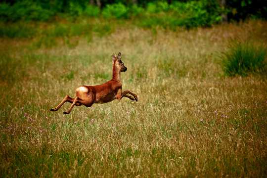 奔跑的小鹿图片