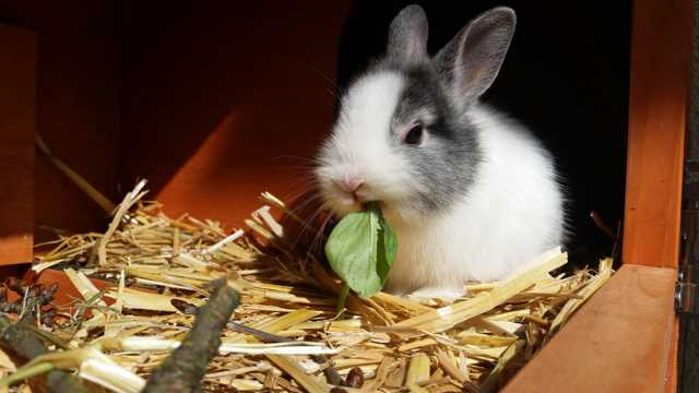 小兔子進食圖片