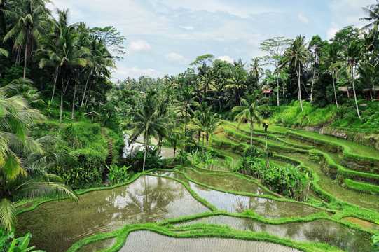 水稻田绿色景致图片