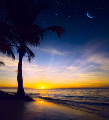 沙滩上的椰树景色图片