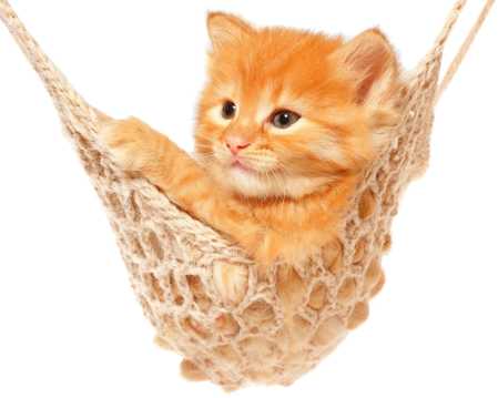 在吊绳床上的猫咪图片