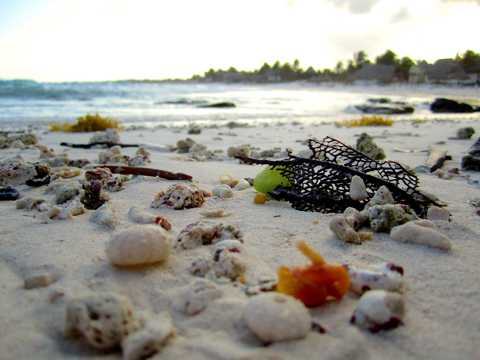 海滩贝壳风景图片