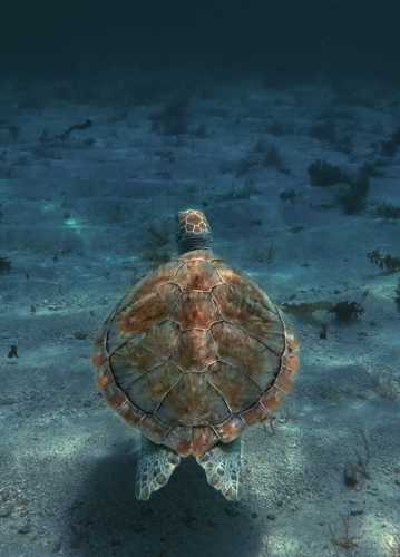 海底海龟高清图片