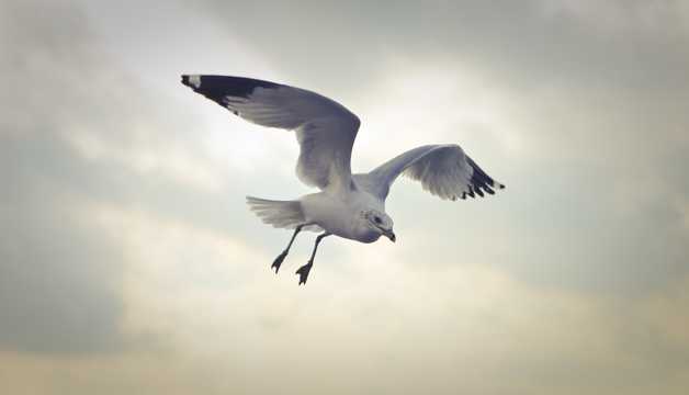 天空遨游的海鸥图片